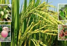 प्रकृति से रोजगार: हरियाली में छिपी आत्मनिर्भरता की संभावनाएँ