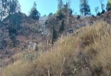 भीषण सड़क हादसा, चार की मौत