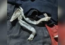 युवती के लापता होने से फैली ‘नागिन’ बनने की अफवाह, पुलिस ने बताया फिल्मी ड्रामा