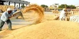 गेहूं का MSP 160 रुपये बढ़ा, मैनपुरी के किसानों में खुशी की लहर