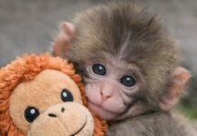 जिसे माँ ने ठुकराया, उसे दुनिया ने गले लगाया: नन्हे ‘पंच’ की आँखों में ममता की तलाश और उम्मीद की नई सुबह