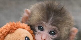 जिसे माँ ने ठुकराया, उसे दुनिया ने गले लगाया: नन्हे ‘पंच’ की आँखों में ममता की तलाश और उम्मीद की नई सुबह