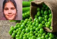 हरियाणा के एक गांव में कच्ची मटर खाने से नाबालिग बच्ची की मौत