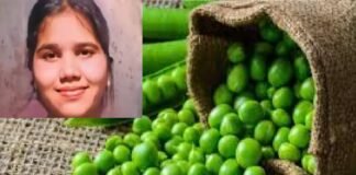 हरियाणा के एक गांव में कच्ची मटर खाने से नाबालिग बच्ची की मौत