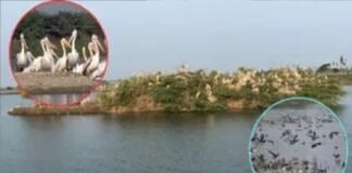 रामसर साइट पटना पक्षी विहार बना प्रकृति प्रेमियों का स्वर्ग