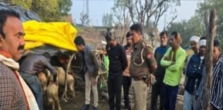 अज्ञात युवक ने भेड़ों पर किया धारदार हथियार से हमला, 36 की मौत, दो दर्जन से अधिक घायल