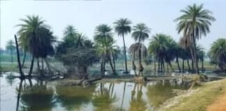 पटना पक्षी विहार सुविधाओं के अभाव में पर्यटकों से दूर