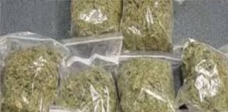 हरदोई में आयुर्वेदिक फर्म पर छापेमारी, 40 क्विंटल गांजा जब्त