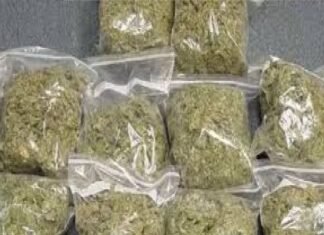 हरदोई में आयुर्वेदिक फर्म पर छापेमारी, 40 क्विंटल गांजा जब्त