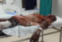 जंगली सुअरों का आतंक, खेत में काम कर रहे एक महिला और एक पुरुष को किया घायल