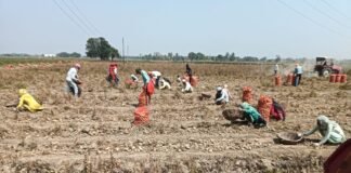 आवक घटने के बावजूद आलू के दाम गिरे, किसानों को लुभाने के लिए शीतगृह दे रहे ऋण और बारदाना