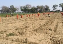 आलू की कम पैदावार और गिरे दामों से किसान बेहाल