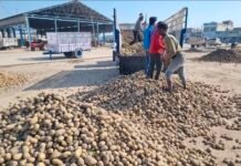 सातनपुर मंडी में आलू के दामों में उछाल, कम आवक से बाजार में तेजी