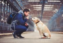 खुशियां भी जीवन में ऐसे ही दस्तक देती हैं: पालतू साथी सिर्फ वफादार नहीं, जीवन में थेरेपी की तरह काम करते हैं