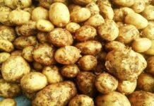 सातनपुर मंडी में 100 मोटर आवक से दबे दाम, आलू में 20 रुपये प्रति कुंतल गिरावट