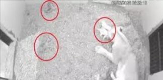 इटावा सफारी में शेरनी नीरजा तीसरी बार बनी मां, चार शावकों को दिया जन्म