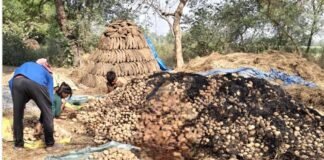 गरीब किसान परिवार की 75 पैकेट आलू फसल जलकर राख