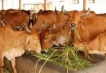गोशालाओं को मिलेगी नई दिशा सर्कुलर अर्थव्यवस्था से जुड़ेंगी, बायोगैस और जैविक मॉडल पर होगा काम