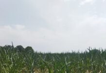 8 दिन से अंधेरे में खेती: बिजली गुल, मक्का-मूंगफली सूखी…