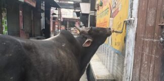 भीषण गर्मी में प्यास से तरस रहे गौवंश व अन्य जीव, व्यवस्था न होने से बढ़ी चिंता