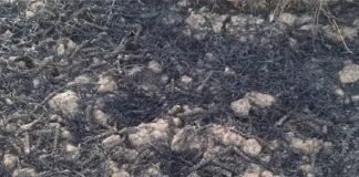 भीषण आग: 50 बीघा गेहूं की फसल जलकर राख, छह किसानों को भारी नुकसान