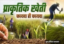 प्राकृतिक खेती: उत्तर प्रदेश के किसानों के लिए समृद्धि का नया मार्ग