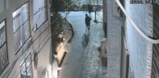देर रात घर के बाहर से पालतू गाय चोरी, सीसीटीवी कैमरे में कैद हुई घटना