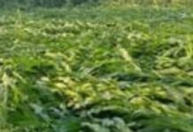 तेज आंधी-पानी से मक्का की फसल चौपट