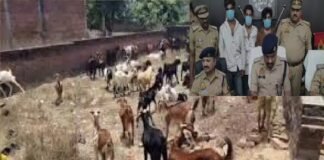 अमेठी पुलिस ने सुल्तानपुर में बंदूक की नोक पर हुई लूट का किया खुलासा, 68 बकरियों के साथ तीन लुटेरे गिरफ्तार
