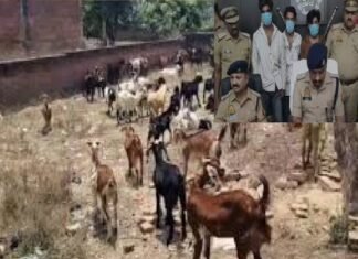 अमेठी पुलिस ने सुल्तानपुर में बंदूक की नोक पर हुई लूट का किया खुलासा, 68 बकरियों के साथ तीन लुटेरे गिरफ्तार