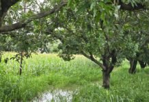 सुबह की बारिश और तेज हवाओं से बदला मौसम का मिजाज, भीषण गर्मी से मिली राहत