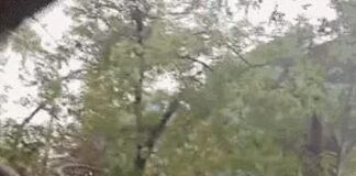 यूपी में मौसम का महातांडव, नोएडा में 93 किमी की रफ्तार से चली आंधी, 400 पेड़ उखड़े; 12 शहरों में बारिश, मजदूर की मौत
