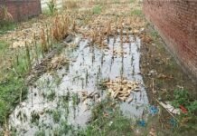 बेमौसम बारिश ने किसानों की तोड़ी कमर, खेतों में डूबी कटी मक्का की फसल