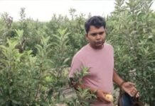 एमबीए छोड़ खेती में लिखा सफलता का नया अध्याय, फर्रुखाबाद के युवा सचिन शाक्य ने मैदानी क्षेत्र में उगा दिए सेब