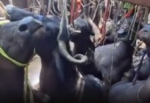 पशु क्रूरता : भूसे की तरह ट्रक में ठूंसी गईं भैंसें, कई बेहोश, खून टपकता देख भड़के लोग