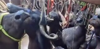 पशु क्रूरता : भूसे की तरह ट्रक में ठूंसी गईं भैंसें, कई बेहोश, खून टपकता देख भड़के लोग
