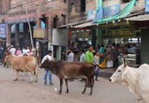 आवारा गोवंश का बढ़ता आतंक, किसान और राहगीर दोनों परेशान