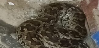 बेडरूम में घुसा 7 फीट का अजगर, रातभर दहशत में रहा परिवार, सुबह वन विभाग ने किया रेस्क्यू