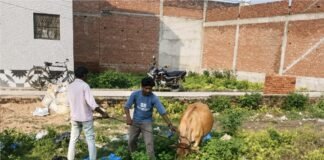 यूथ इंडिया की खबर का बड़ा असर: कमालगंज में आवारा पशुओं के आतंक पर चला नगर पंचायत का अभियान