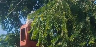 बिजली लाइन के पास पेड़ पर लटका मिला बंदर, स्काई लिफ्ट से उतारा गया
