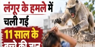 उत्तराखंड: लंगूर के हमले में घायल बच्चे की एम्स ऋषिकेश में मौत, गांव में पसरा मातम